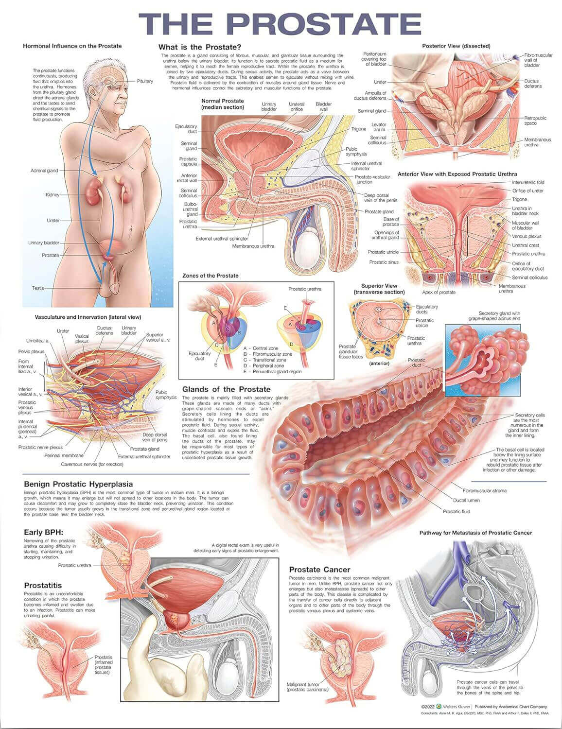 Anatomical Prostate Poster | The Prostate | Mens Health Downunder